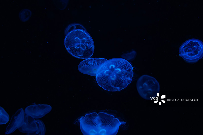 深圳小梅沙海洋馆海洋世界图片素材