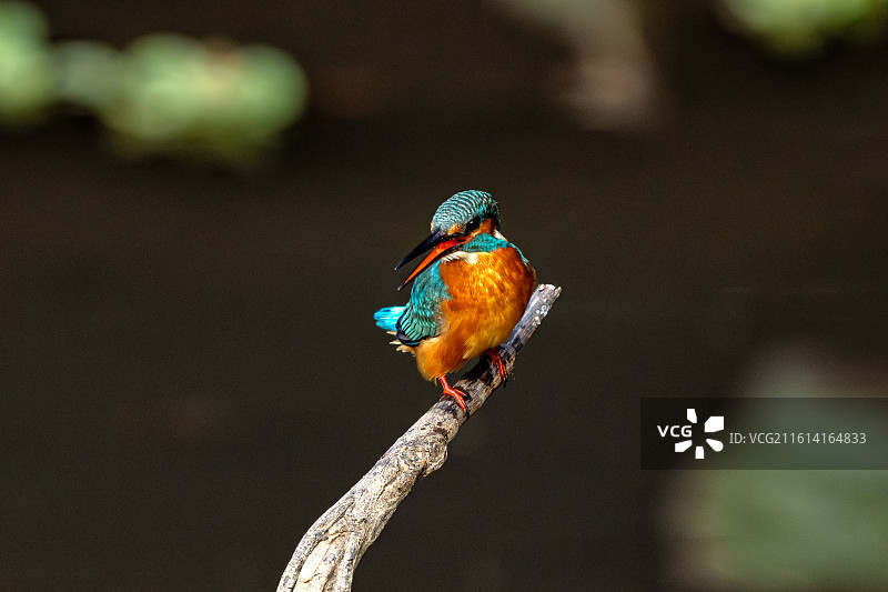 小翠鸟图片素材