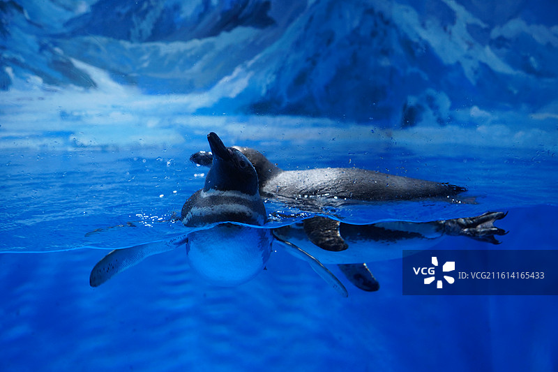 深圳小梅沙海洋馆海洋世界图片素材