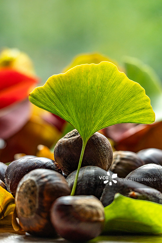 桌子上的银杏叶子背景和秋天成熟的板栗果实特写镜头图片素材