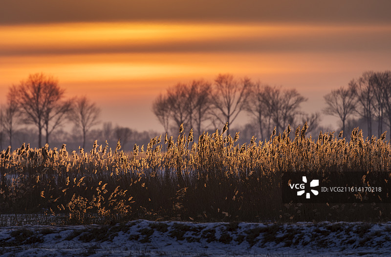 夕阳下的植物，冬天的暖阳，冬日暖阳，冬天夕阳下干枯的芦苇与树木图片素材