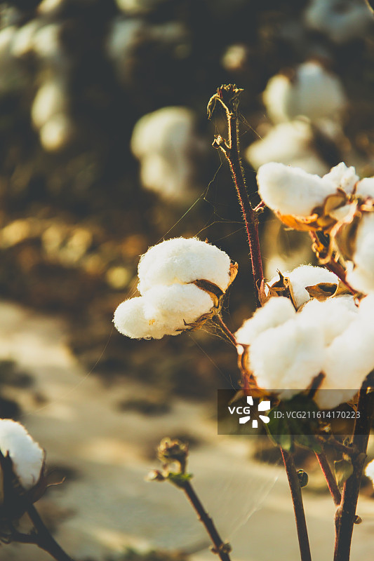 新疆棉花图片素材