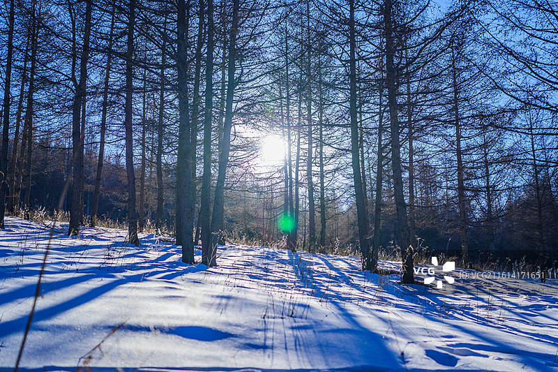 寒冷冬季森林阳光积雪图片素材