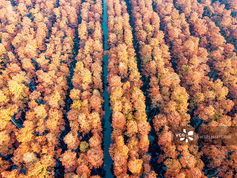 武汉市新洲区涨渡湖湿地自然保护区秋景航拍  森林公园  风景旅游区 池杉图片素材