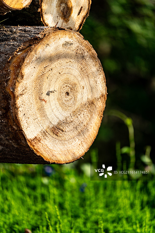 户外伐树新木头的特写镜头.切割木头上的年轮特写镜头图片素材