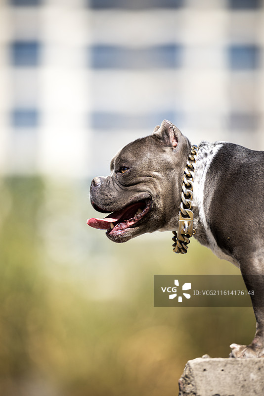 恶霸犬特写图片素材