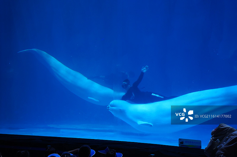 深圳小梅沙海洋馆海洋世界图片素材