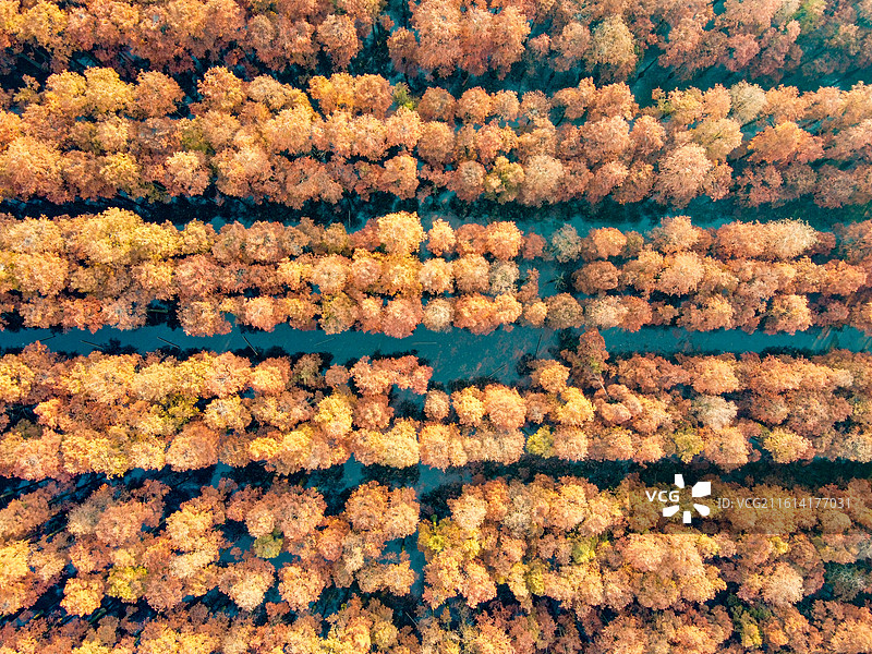 武汉市新洲区涨渡湖湿地自然保护区秋景航拍  森林公园  风景旅游区 池杉图片素材