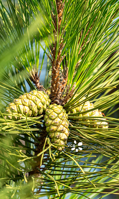 晴空蓝天下松树植物的低角度视图图片素材