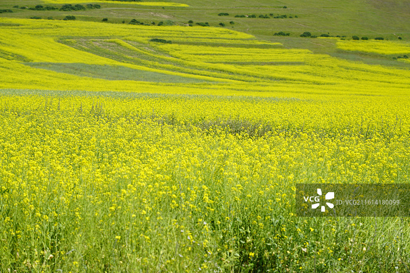 四川阿坝油菜花盛开美景图片素材