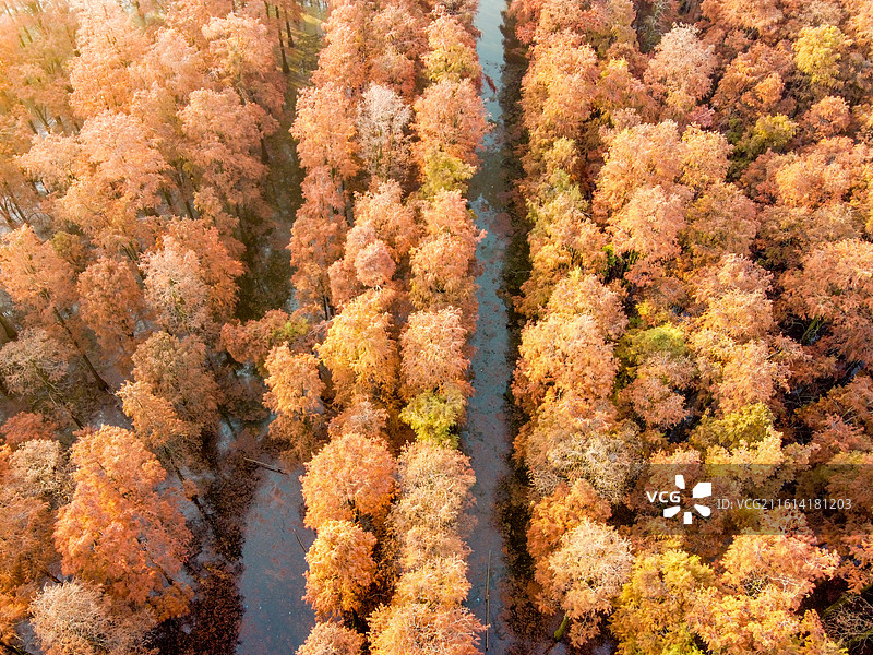 武汉市新洲区涨渡湖湿地自然保护区秋景航拍  森林公园  风景旅游区 池杉图片素材