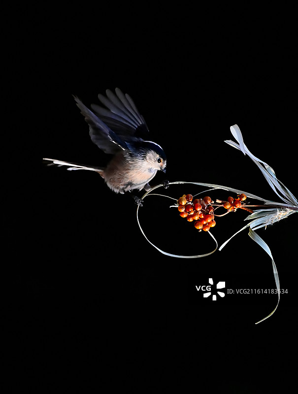 银喉长尾山雀觅食…图片素材