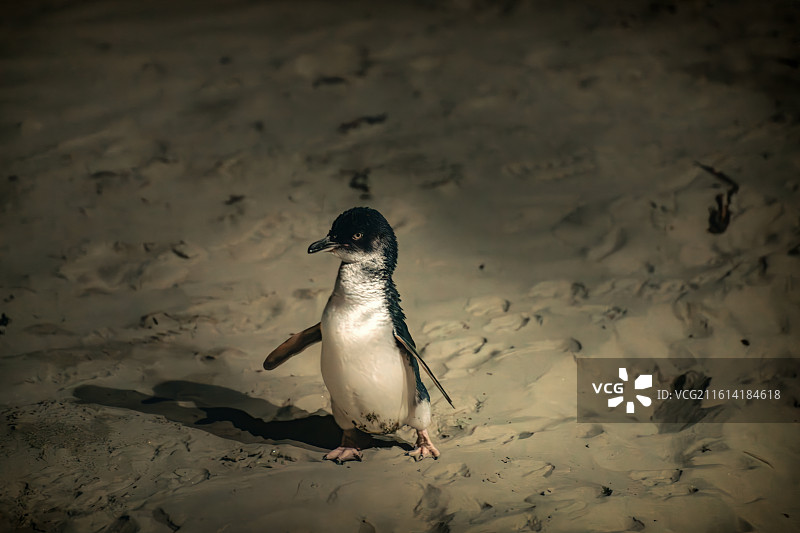 小蓝企鹅图片素材