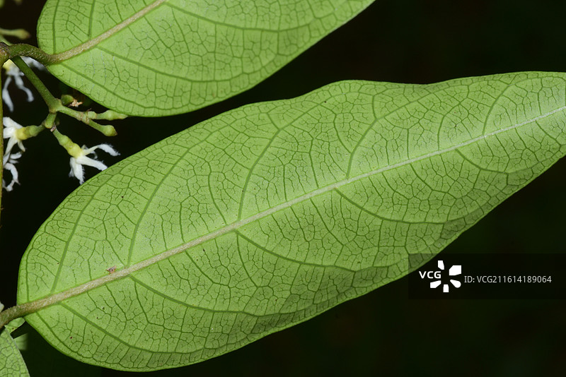中国植物-Ichnocarpus frutescens 腰骨藤图片素材