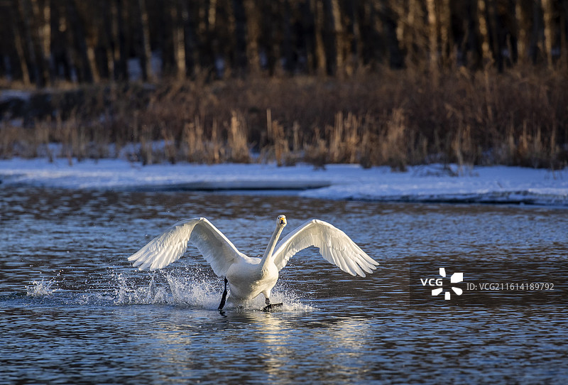 水面起飞的天鹅，朝阳天鹅，天鹅划水，天鹅扇动翅膀，天鹅起飞，北票天鹅图片素材