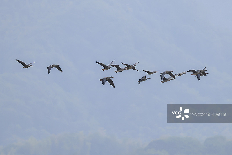 乡间田野飞过一群秋迁的大雁图片素材