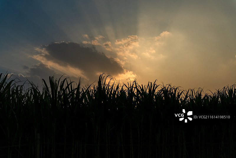 用于制白糖的水果甘蔗田的黄昏图片素材