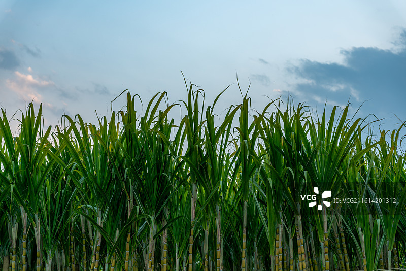 用于制白糖的水果甘蔗田的黄昏图片素材