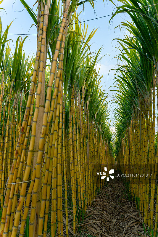 农田里成片的甘蔗家作物图片素材
