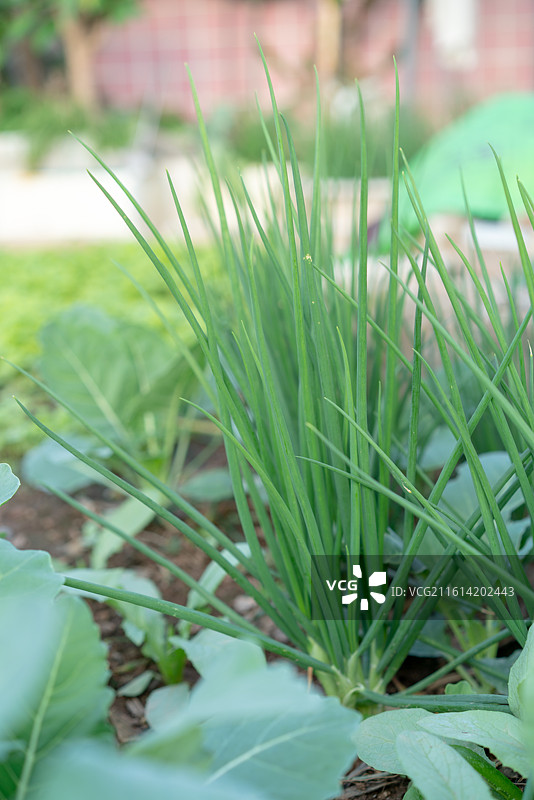 深圳种植的葱植物图片素材