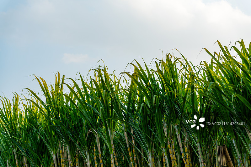 农田里成片的甘蔗家作物图片素材