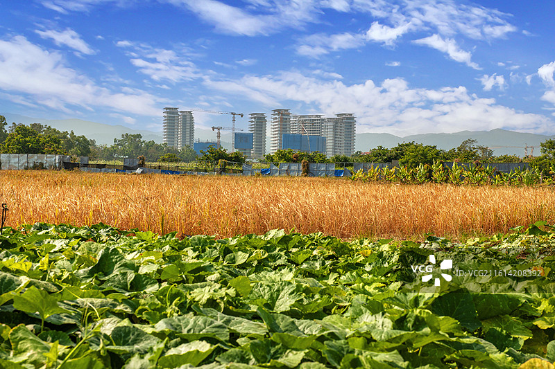 海南自贸港，三亚海棠湾城市风光图片素材