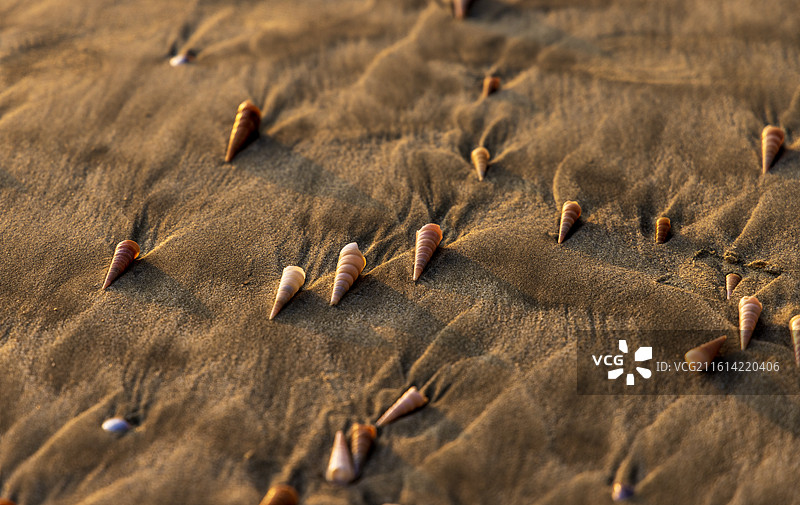 退潮的海滩（吴川鼎龙湾）图片素材