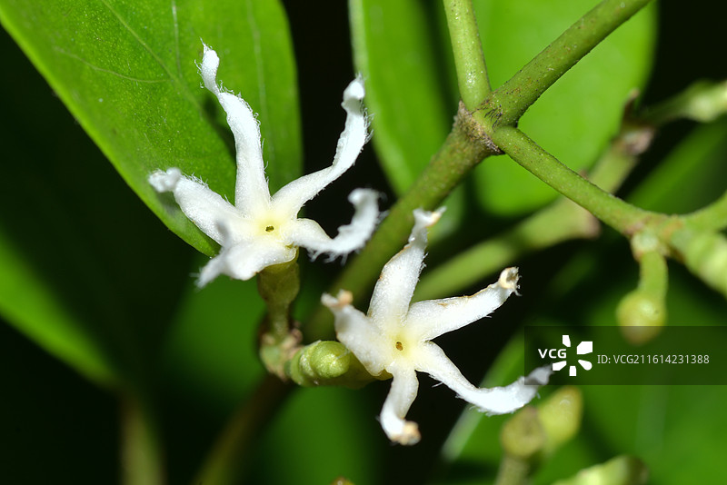 中国植物-Ichnocarpus frutescens 腰骨藤图片素材
