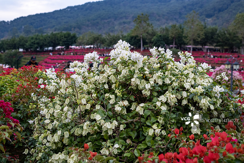 南宁青秀山踏春赏花图片素材
