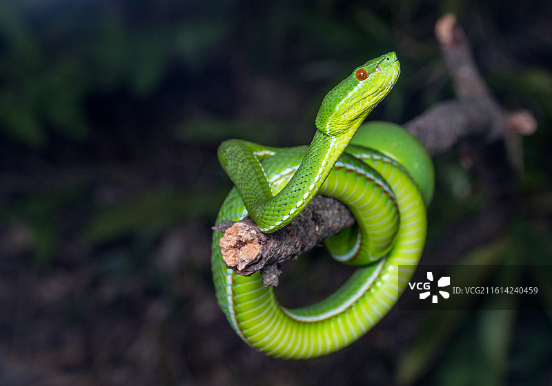 无人,户外,动物,蛇,4K分辨率,自然,野外动物,动物主题,野生动物,爬行纲,特写,一只动物,绿色,图片素材
