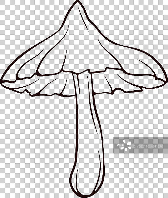 成熟的网盖菇，线条艺术风格图片素材