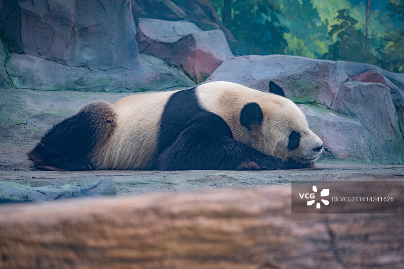 绵阳中华大熊猫苑里的大熊猫图片素材