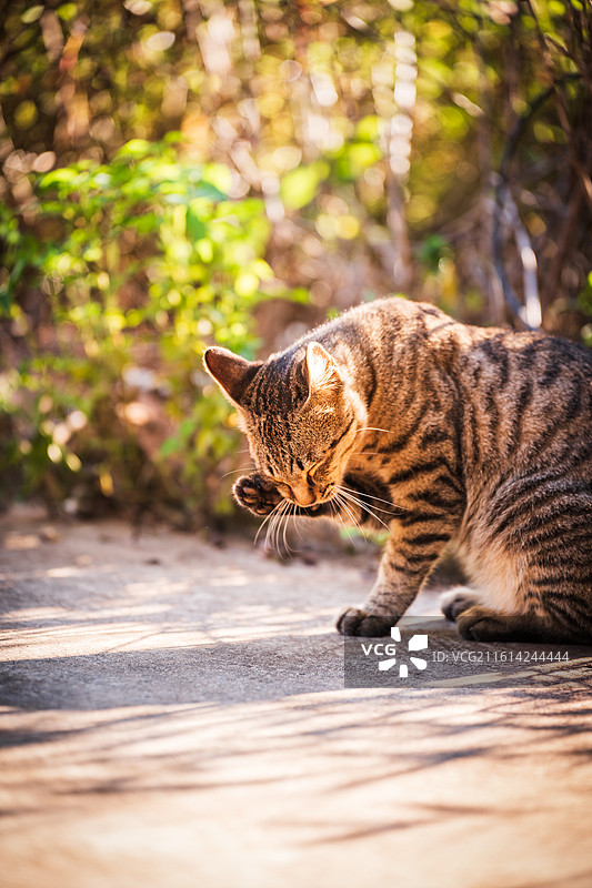 阳光下舔爪的狸花猫图片素材