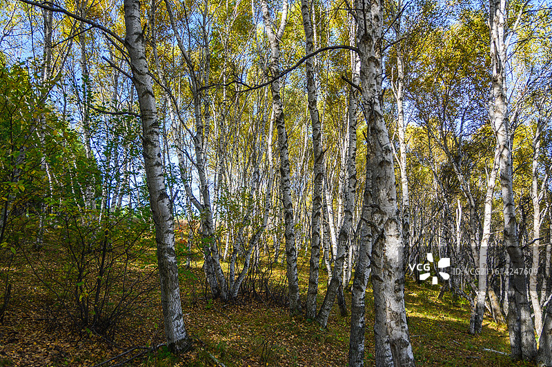 秋季草原白桦林景色图片素材