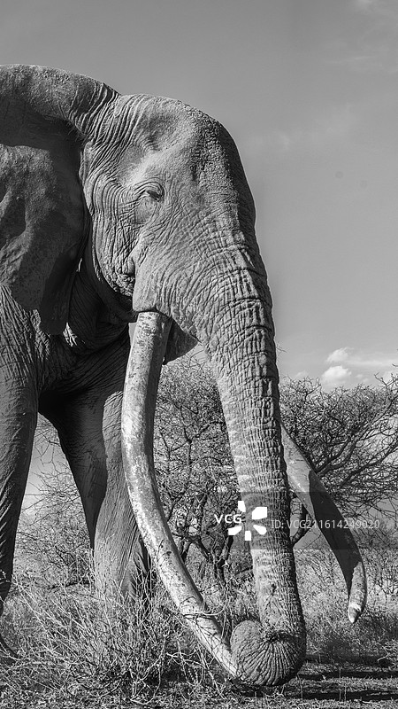 陨落的巨象-克雷格图片素材
