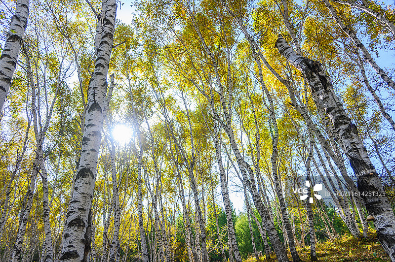 秋季草原白桦林景色图片素材