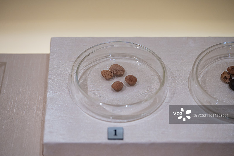 国家博物馆 遇见考烈王-安徽淮南武王墩一号墓考古成果展 战国 梅核图片素材