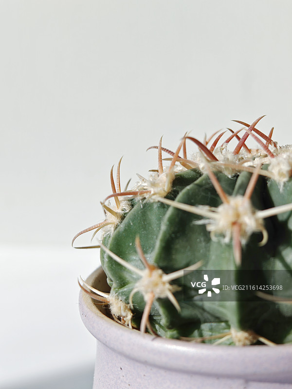 仙人球，盆栽仙人掌，毛茸茸的仙人球，可爱仙人球，仙人掌，小疣银冠仙人球，多肉植物，带刺的植物，刺图片素材