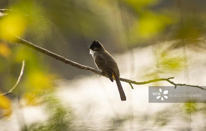 白喉红臀鹎图片素材