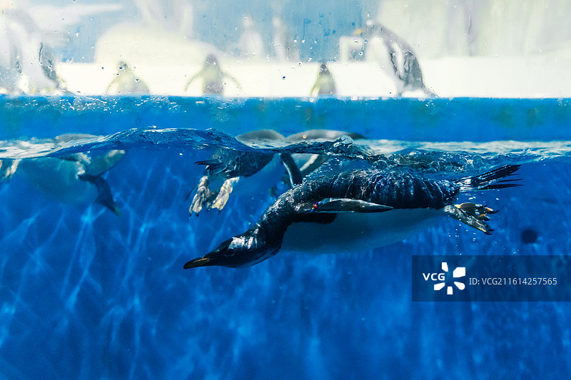 海洋馆里水中快速游动的企鹅图片素材