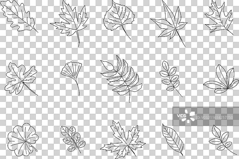 装饰树枝叶子植物线条艺术符号集图片素材