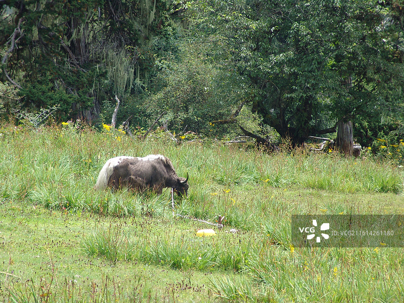 西藏林芝扎贡沟原始森林：马，白色牦牛，藏香猪，野花，黑色牦牛，怪树图片素材