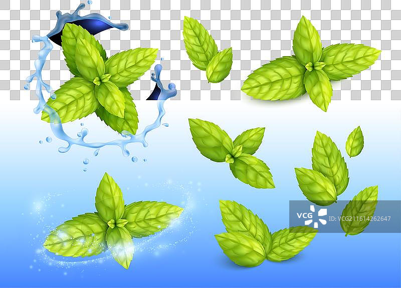 薄荷叶设计集图片素材