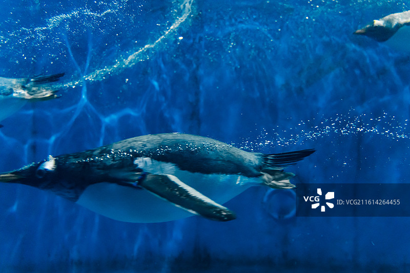 海洋馆里水中快速游动的企鹅图片素材