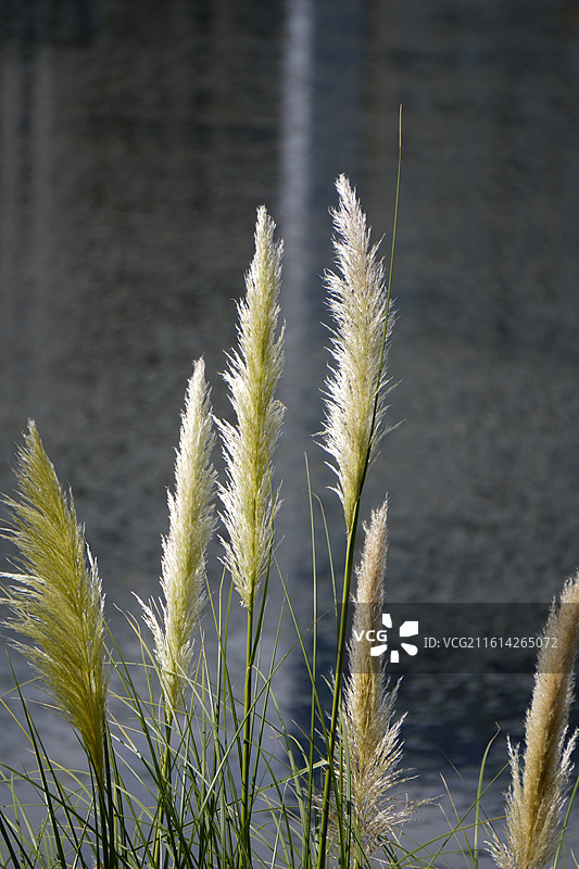 珠海中山公园图片素材