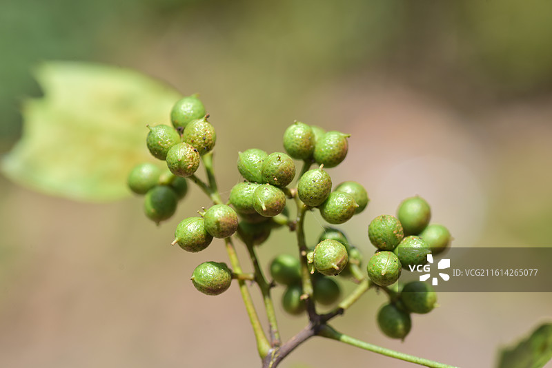 中国植物-Zanthoxylum nitidum 两面针图片素材