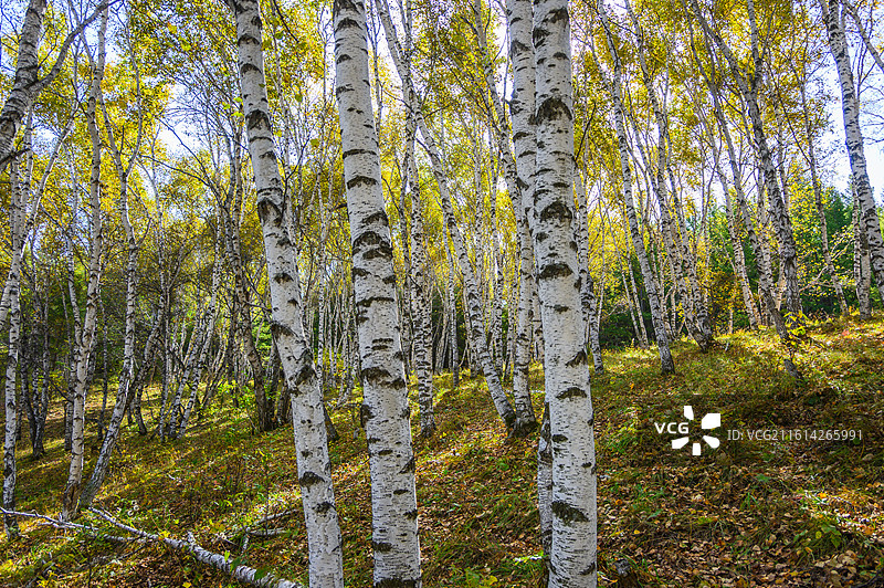 秋季草原白桦林景色图片素材