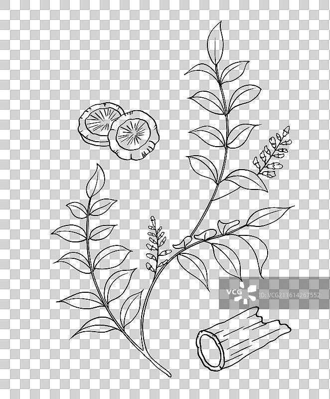 手绘本草纲目插画草部甘草图片素材