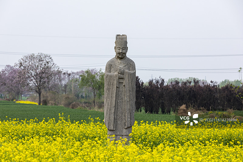 河南省巩义市，北宋皇陵永泰陵的石像生，春天的油菜花，第二批全国重点文物保护单位图片素材