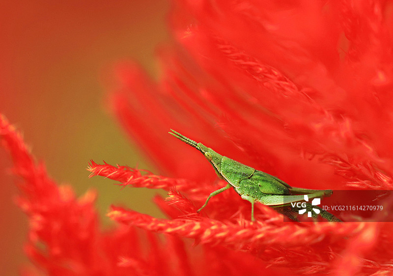 蜢渡红尘图片素材